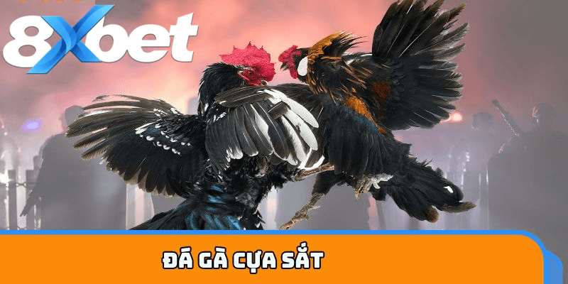 Đá gà cựa sắt hấp dẫn nhờ tốc độ nhanh khốc liệt bất ngờ