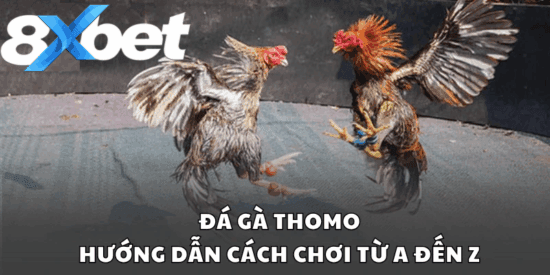 Chiến thuật quyết định thành bại trong đá gà Thomo