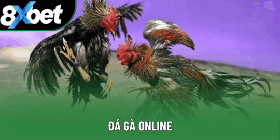 Sức hút nổi bật của đá gà online uy tín