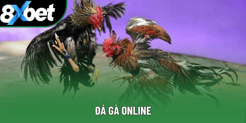 Sức hút nổi bật của đá gà online uy tín