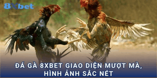 Chuyên mục đá gà 8xbet kịch tính với livestream chất lượng cao
