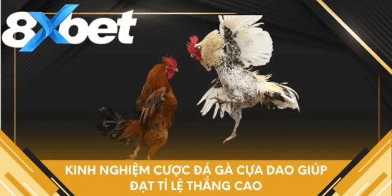 Chiến thuật huấn luyện và chuẩn bị quyết định thắng thua đá gà cựa dao