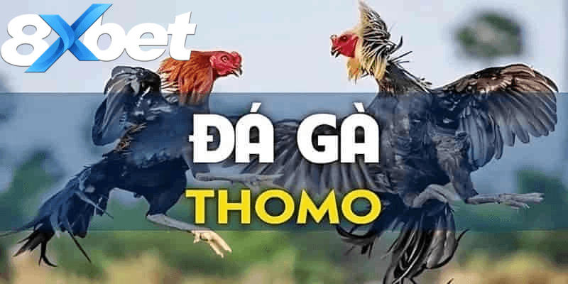 Đá gà Thomo hợp pháp chuyên nghiệp tại biên giới Việt Nam Campuchia