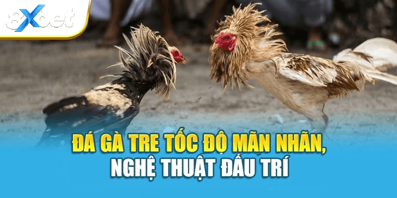 Nguồn gốc đặc trưng của giống gà tre