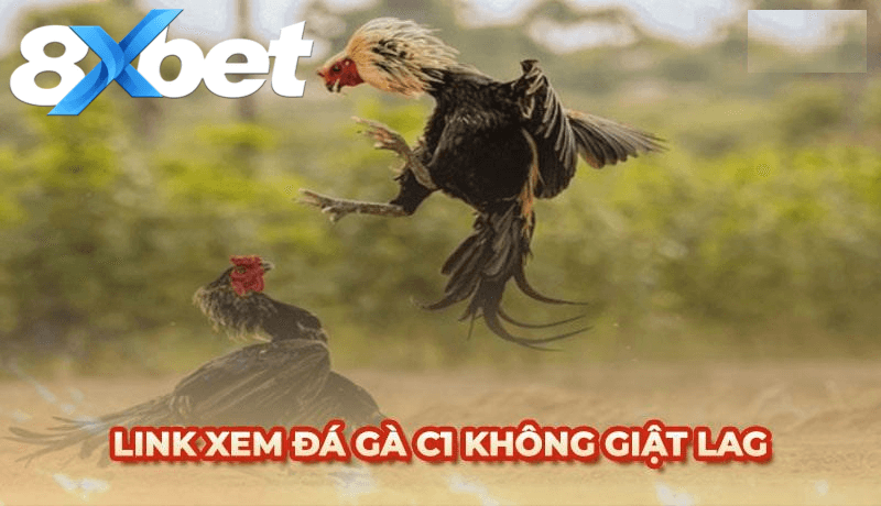 Tầm quan trọng của việc cập nhật link đá gà