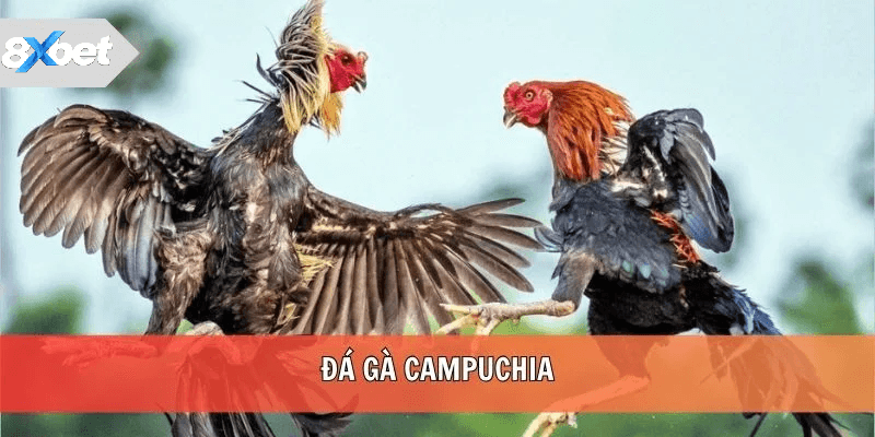 Sức hút đặc biệt của đá gà Campuchia