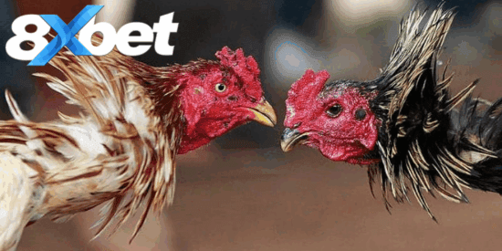 Chuyên mục đá gà 8xbet nổi bật với nhiều nhóm nội dung hấp dẫn
