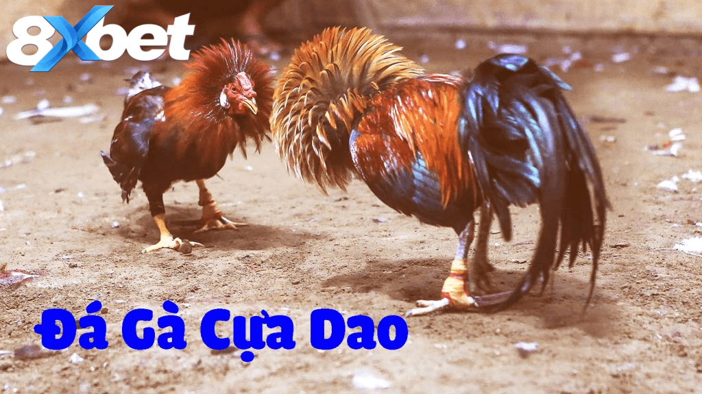 Đá gà cựa dao kịch tính với tốc độ nhanh và sát thương cao
