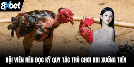 Đá gà cựa sắt tuân thủ quy tắc minh bạch công bằng hấp dẫn