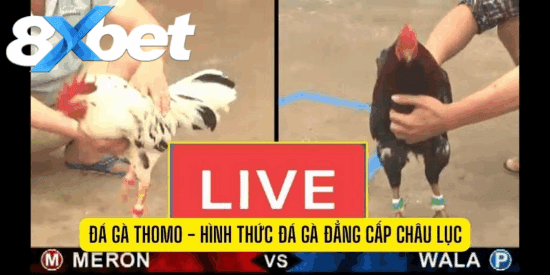 Sức hút đặc biệt của đá gà Thomo