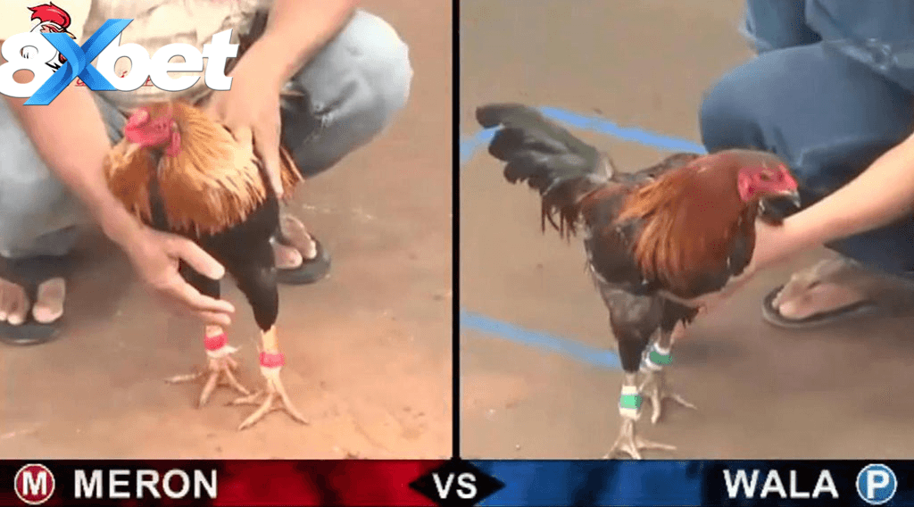 Đá gà ăn tiền thật kịch tính hơn đá gà truyền thống